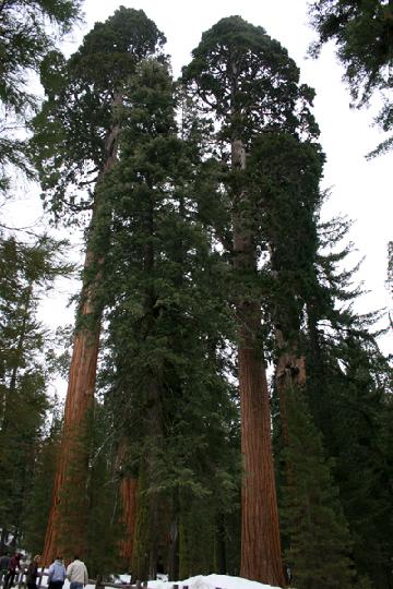 20-Sequoia 0012.JPG